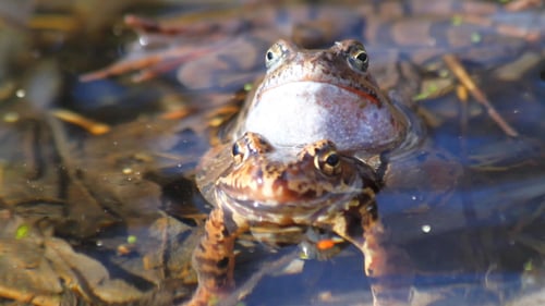 Two Frogs Sitting in a Pond Together