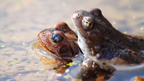 Two Frogs Resting in Shallow Water