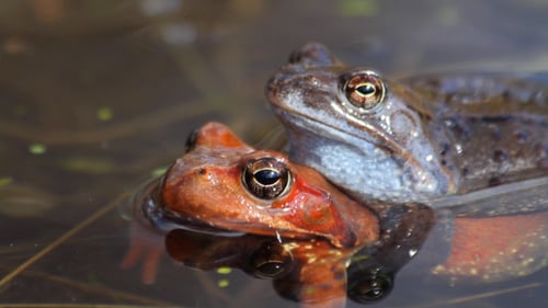 Two Frogs Sitting Peacefully in Pond Water