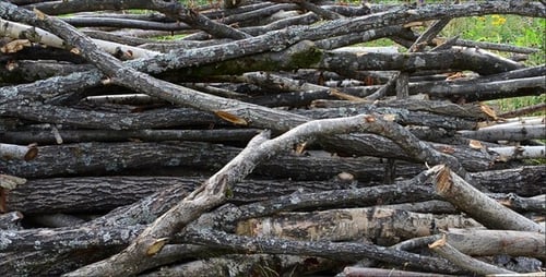 Bois de chauffage 14