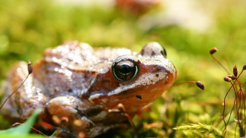 Kleiner Frosch sitzt im Moos
