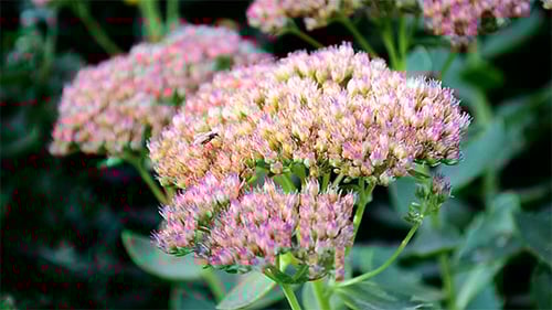 Close Up of Small Pink Flowers with a Fly