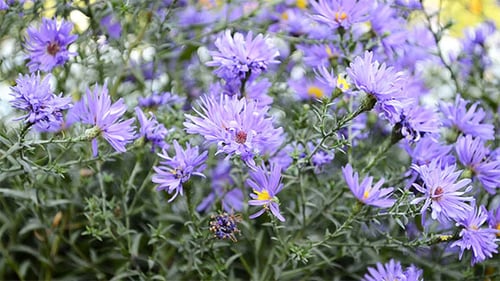 Blaue Herbstblumen