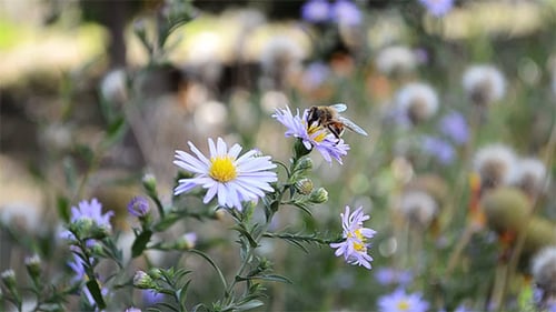 The Bee Flies to a Flower