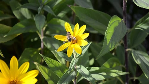 Bee Gathers Pollen From Yellow Flower
