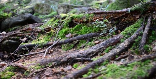Mossy Tree Roots in a Lush Forest