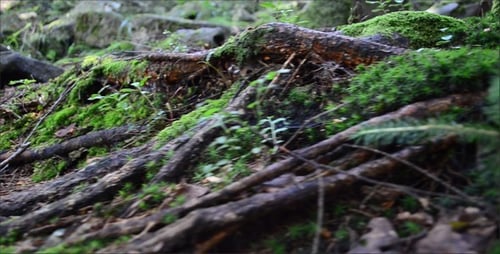 Mossy Ground and Roots in Lush Forest