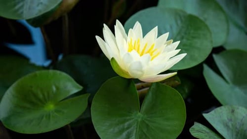 Yellow Water Lily Blooming in Time Lapse on a Green Leaves Background
