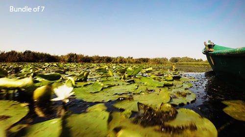 Wild River in Nature (Stock Footage)