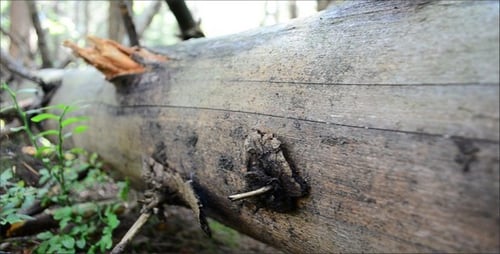 Fallen Tree Log with New Growth in Forest