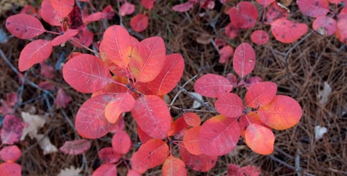 Bunte Herbstblätter