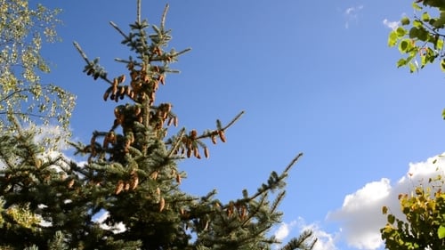 The Tops Of Spruce Against Blue Sky