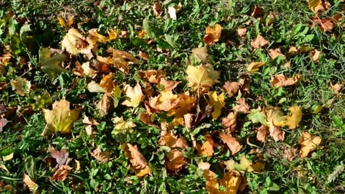 Herbst-Ahornblätter auf dem Boden