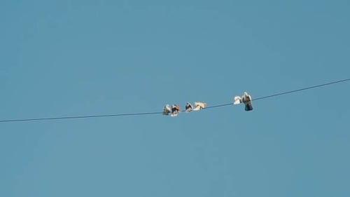 Birds Flying from a Wire Against Clear Sky