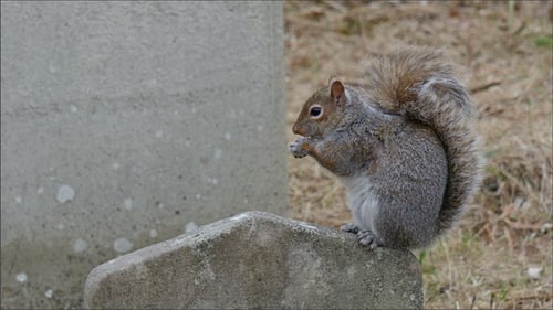 A Tiny Squirrel Munching a Peanut