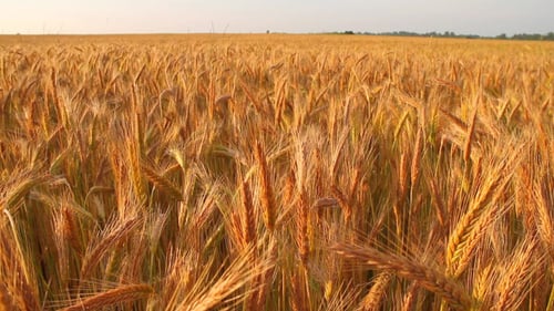 Rye At Sunset