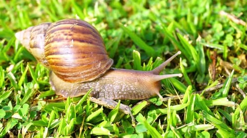 Snail slowly move over the grass
