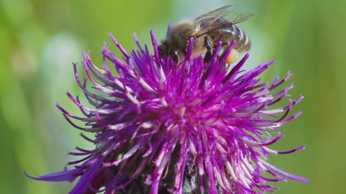 Bee Pollinating Purple Flower in Natural Environment