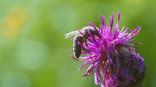 Bee Pollinating Purple Thistle Flower in Summer