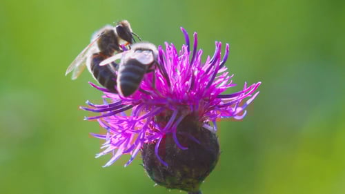 Bees Crawling on Purple Flower