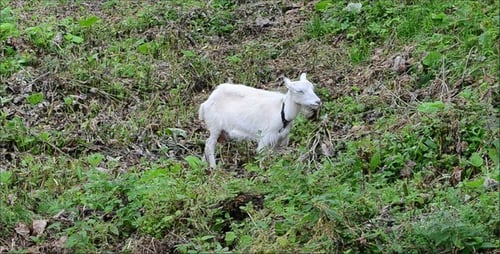 Goat 2