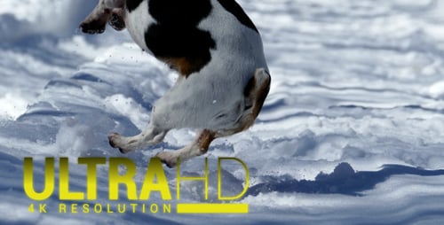 Energetic Dog Runs Through Fresh Snow on Winter Day