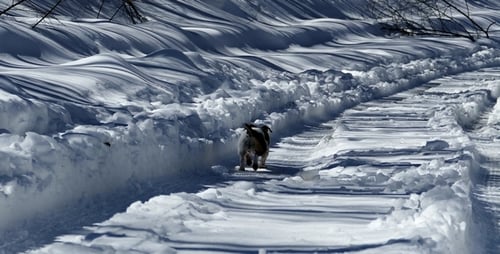 Hund läuft auf Snowy Path 2