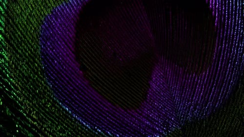 Amazing Extremely Macro View of Tropical Peacock Bird Feather. Slow Motion Rotation. Beautiful