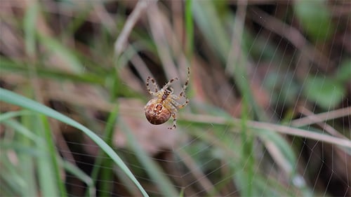 Teia de fazer aranha