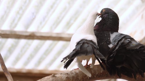 Two Pigeons Preening on a Branch