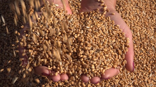 Wheat and Woman Hands 3