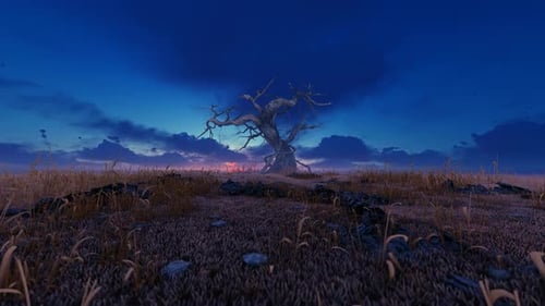 Old Tree In A Clearing