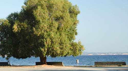 Seafront With Benches And Green Tree