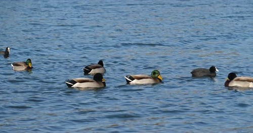 Group of mallards , Anas platyrhynchos. Flock of birds swimming on a lake