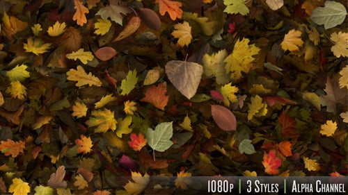 Realistic Falling Autumn Leaves Transition