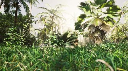 Light Ray in a Jungle Rainforest