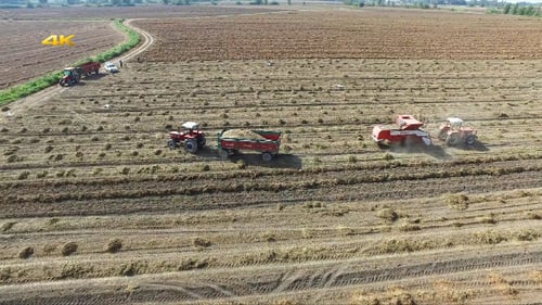Harvest Load the Crop in Tractor Trailer