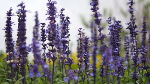 Delicate Purple Flowers Blooming in a Garden