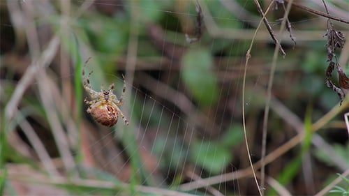 Spinne macht Netz