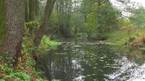 River & Forest