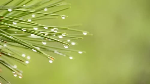 Water Droplets on Fresh Green Pine Needles