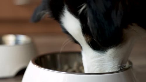 Dog Eating Dry Food from a Bowl