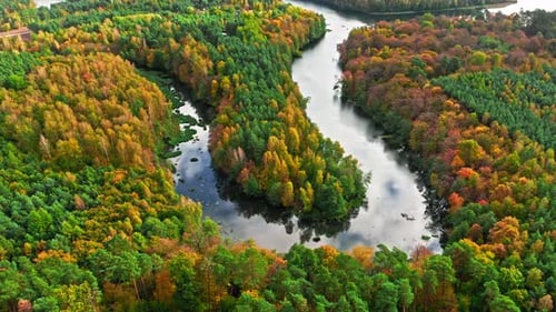 River and brown forest in autumn. Aerial view of wildlife.