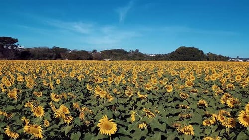 Rural landscape aerial view. Nature scenery