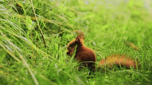 Rotes Eichhörnchen im Sommerpark