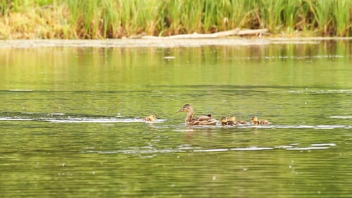 Duck And Her Ducklings