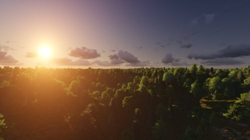 Flight over Forest During Sunrise