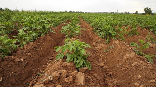 Potato Field