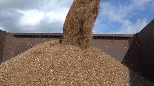 Unloading Grain To The Truck 6
