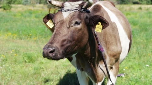 Vaches qui paissent dans le champ.